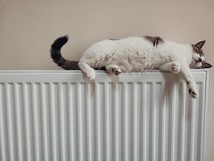 Cat lying on radiator
