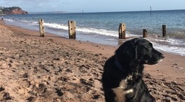 Dog on beach