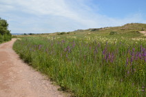 Dawlish Warren nature reserve
