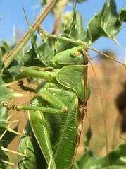 Great green bush cricket