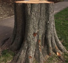 Tree stump on the lawn to be carved