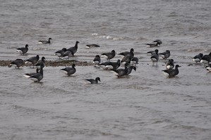 Anticipated brent geese start to arrive on the Exe Estuary
