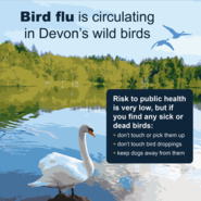 Bird flu is circulating in Devon's wild birds.  Risk to public health is low, but if you find any sick or dead birds don't touch or pick up