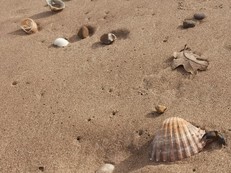 Shells on the beach
