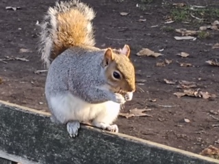 Squirrel