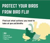 Protect you r birds from bird flu.  Find out what actions you need to take at gov.uk/birdflu