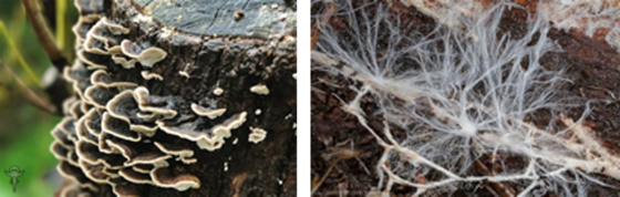 Turkey Tail and Mycellium fungi