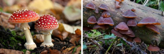 Fly Agaric Fungi and Jelly Ear