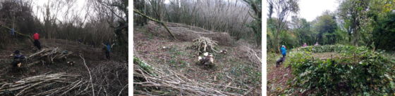 Volunteers - conservation work with rangers