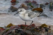 Bird standing on seaweed