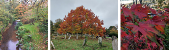 Pictures of Dawlish Water, a Red Oak Tree in Teignmouth Old Cemetery and an Acer in Homeyards Botanical Gardens    