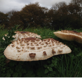 Reddening Lepiota