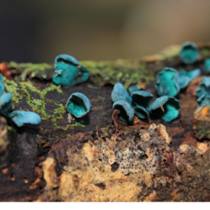 Green Elf Cups