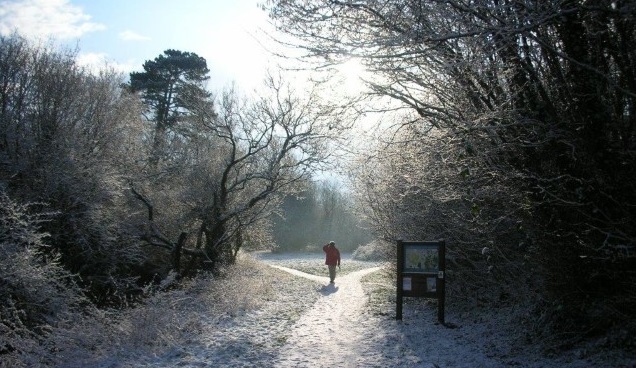 walker on a snowy woodland path