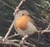 A robin