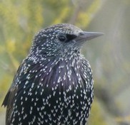 A starling