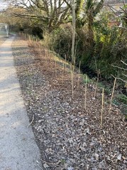 Whips planted in Ashburton paly park