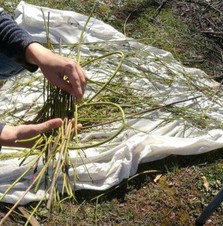 Willow being weaved