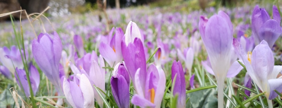 A spring carpet of crocuses