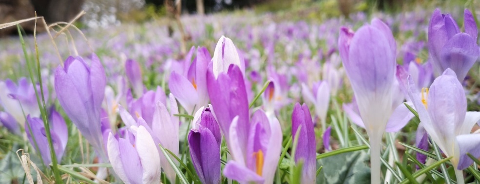 carpet of crocuses