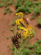 Soldier beetle and a Cinnabar moth caterpillar