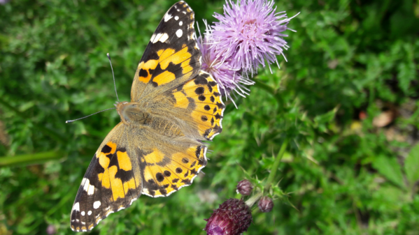 Painted lady butterfly