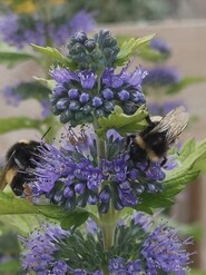 bubble bees on flowers