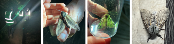 a number of photographs taken on moth night