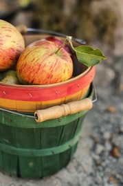 Apple in a bucket
