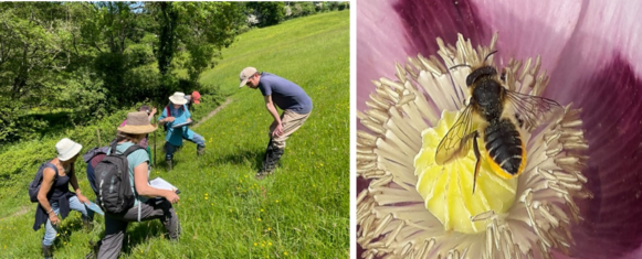 two images - people looking in some long grass and a bee on a flower