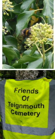 Friends of Teignmouth cemetery plus image of a bloom