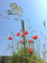 Small tree with poppioes