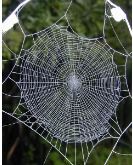 A web