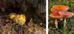 Two images of fungi