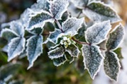 frosty garden