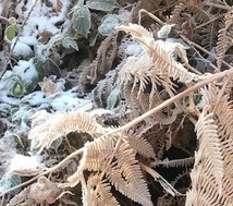 frost on bracken