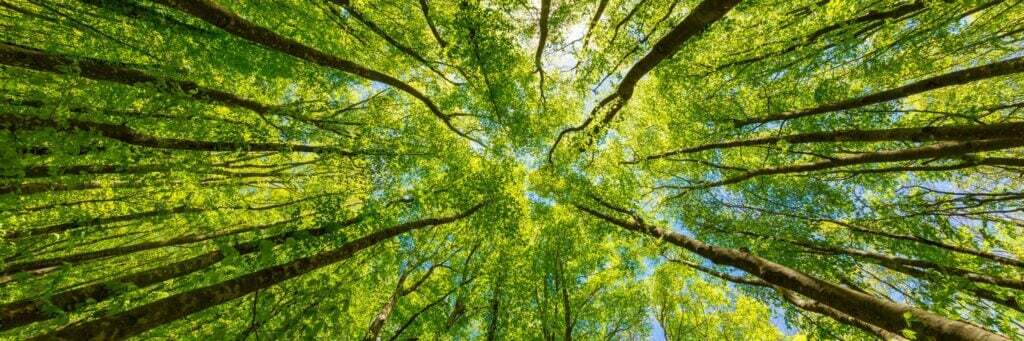 tree canopy