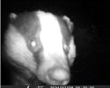 badger caught on camera - Langdon hospital