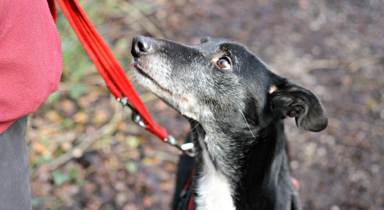 dog on lead unsplash 