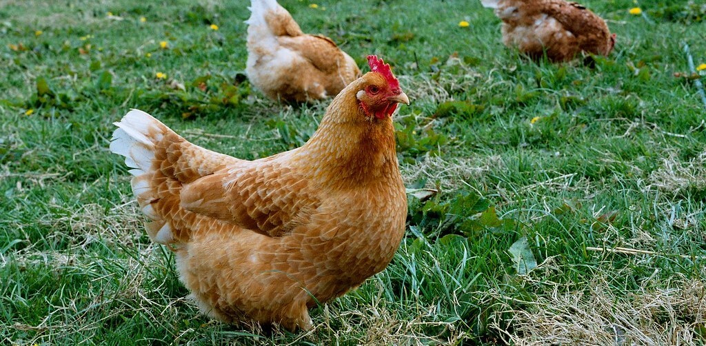 Free-range chickens in a field
