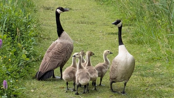 A family of Canadian geese