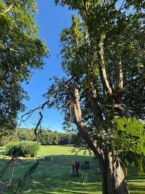 Chestnut Tree in Bakers Park