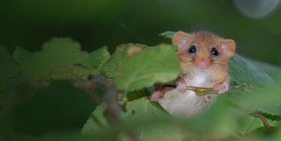 Devon Local Nature partnership image of a dormouse