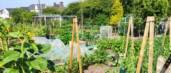 Allotments