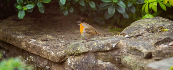 A robin on a wall