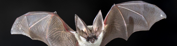 Bat