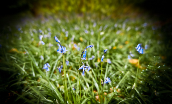 Bluebells Spring Park