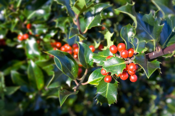holly