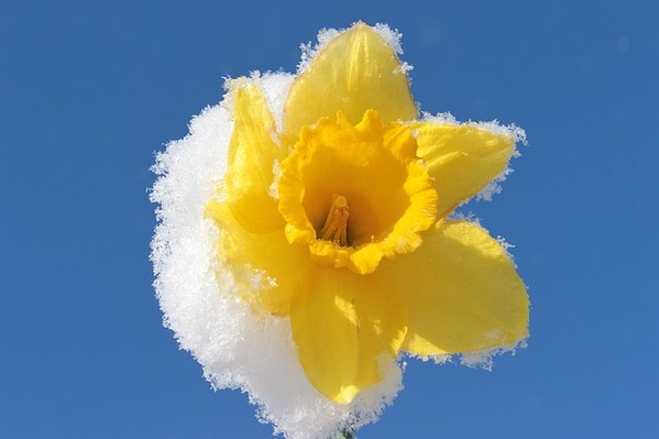 daffodil snow