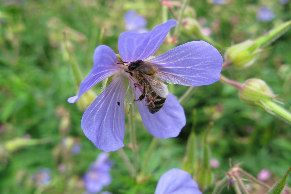Pollinating insects